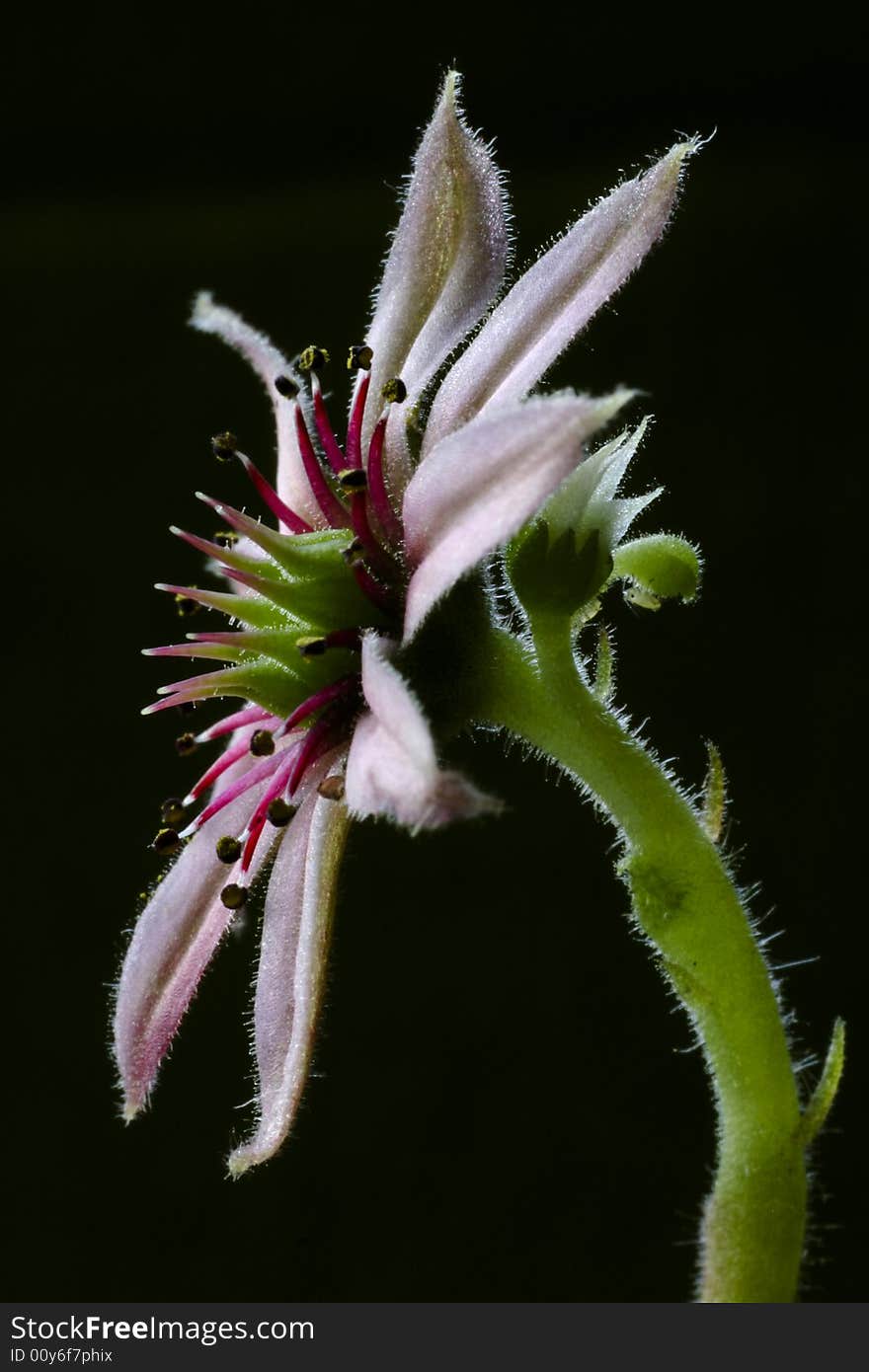 Pink house-leek