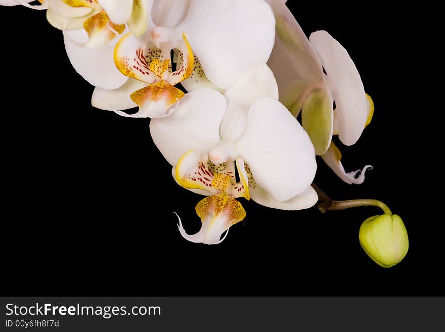 White orchid on the black background. White orchid on the black background