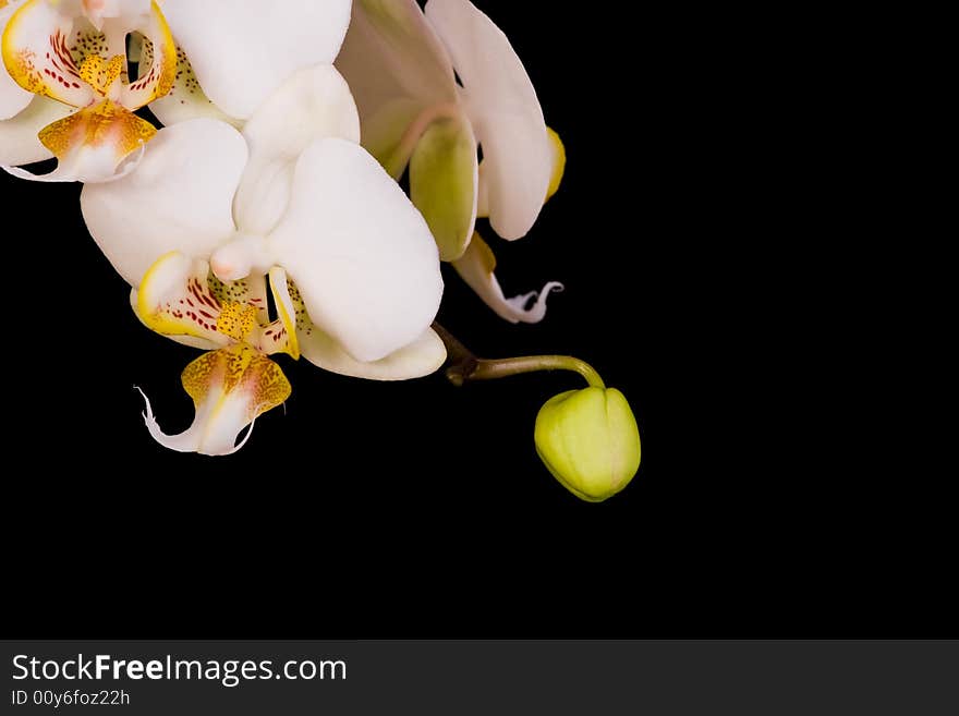 White orchid on the black background. White orchid on the black background