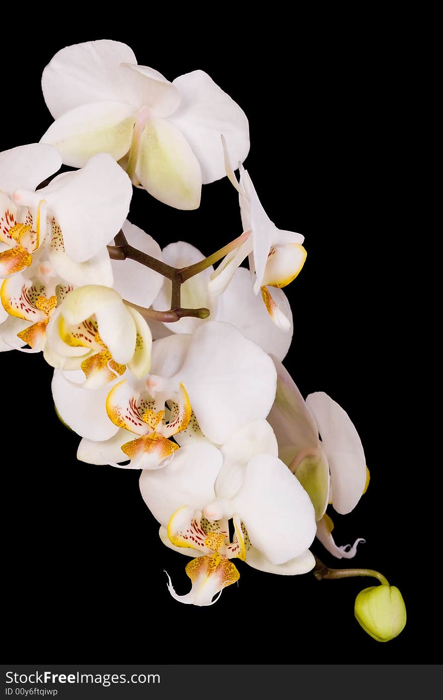 White orchid on the black background. White orchid on the black background