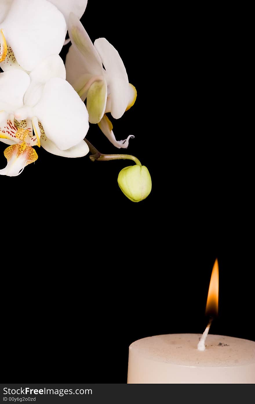 White orchid on the black background. White orchid on the black background