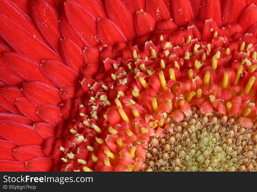 Red Flower