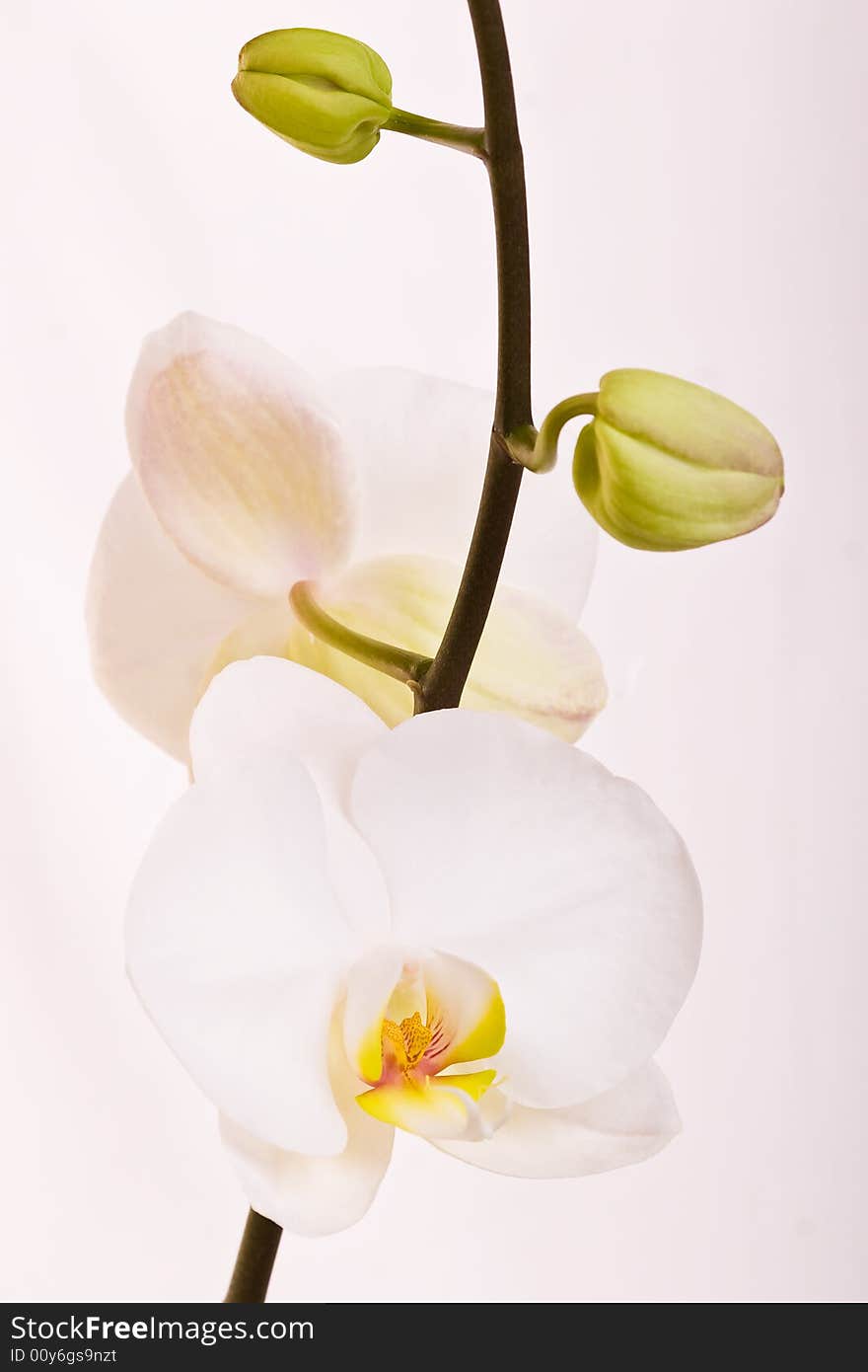 White orchid on the white background. White orchid on the white background