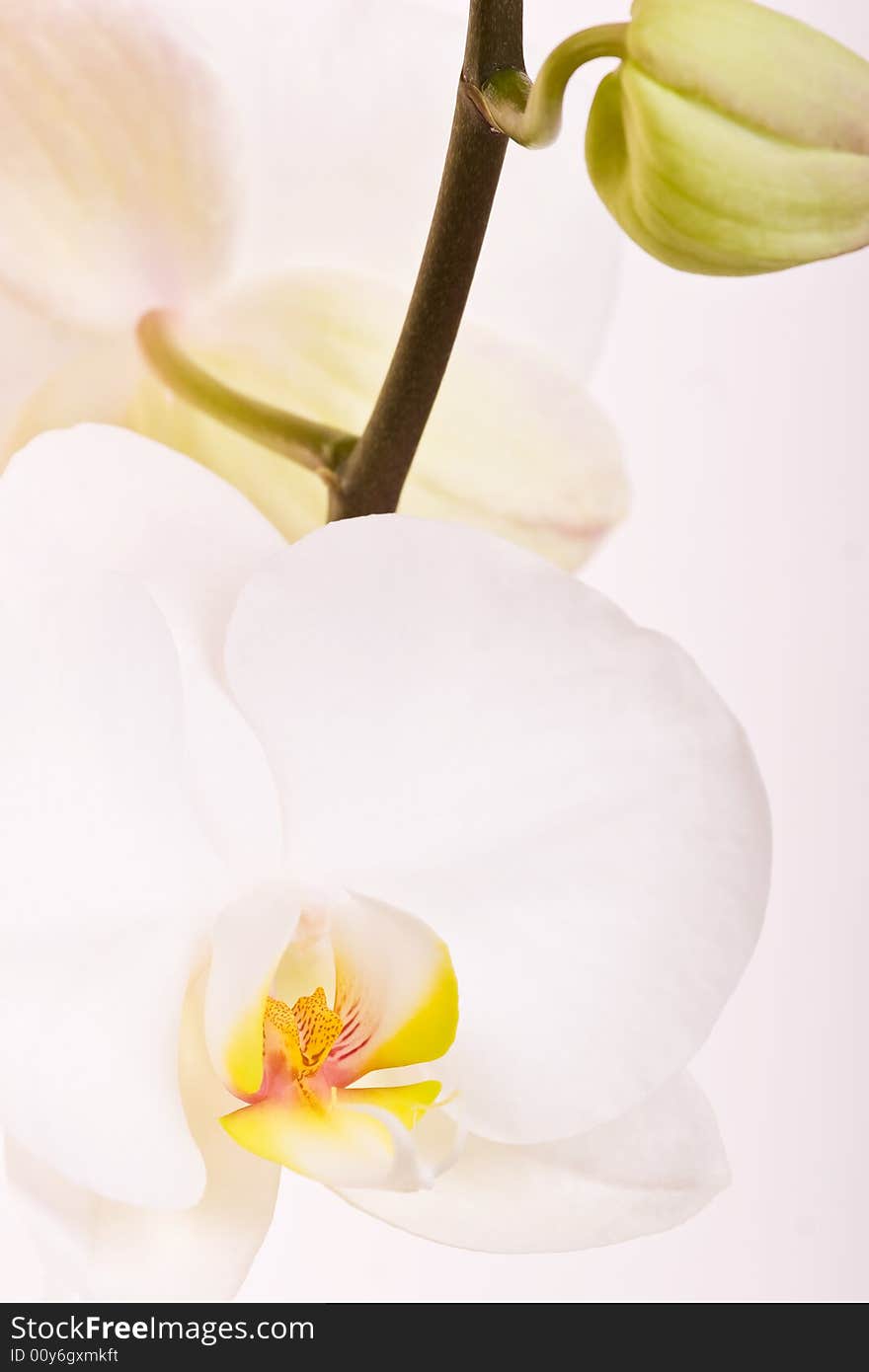 White orchid on the white background. White orchid on the white background