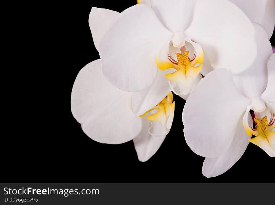 White orchid on the black background. White orchid on the black background