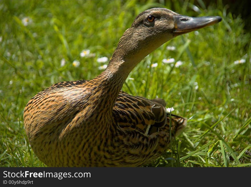 Nosy Duck