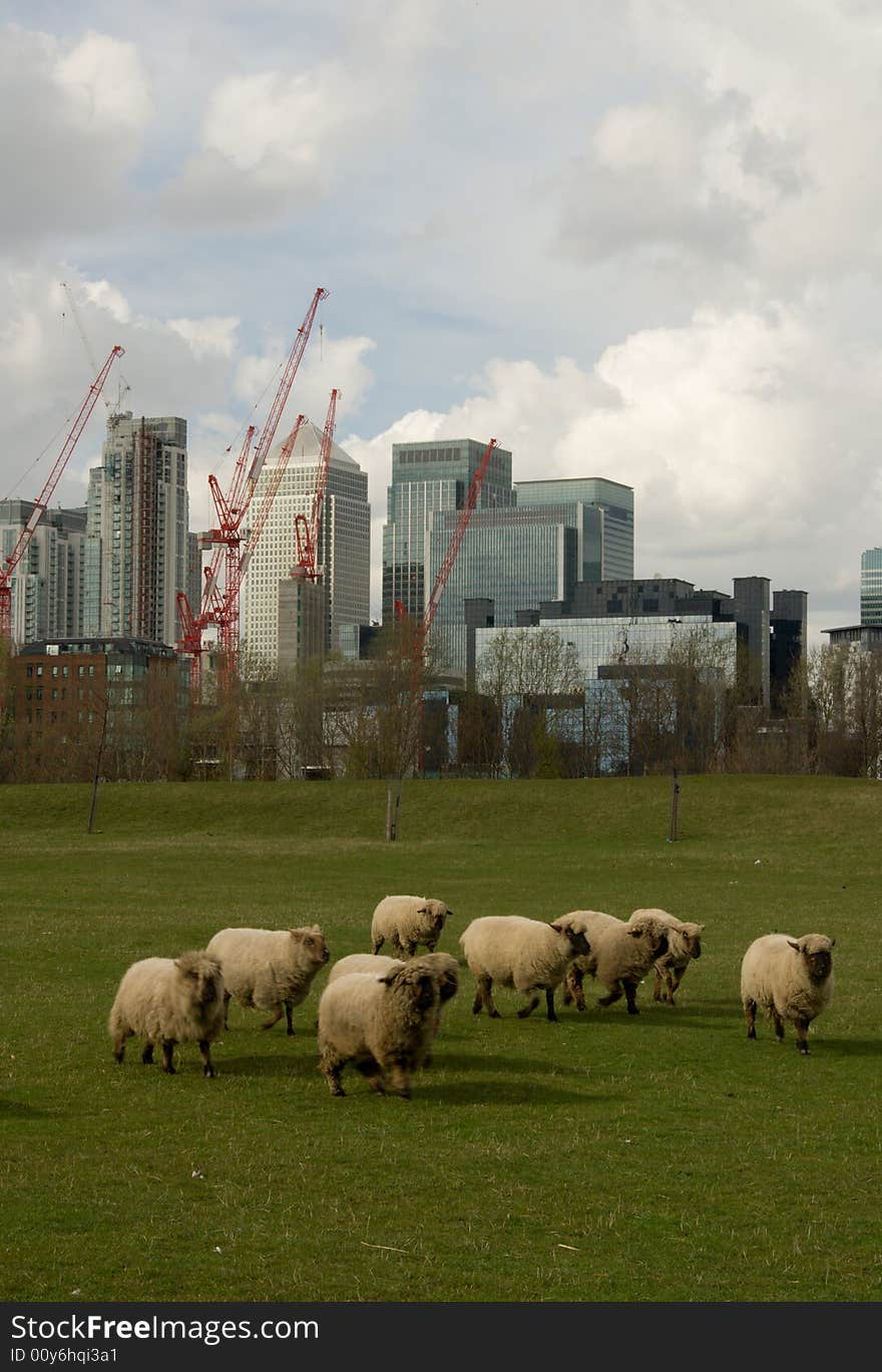 Sheep at Docklands