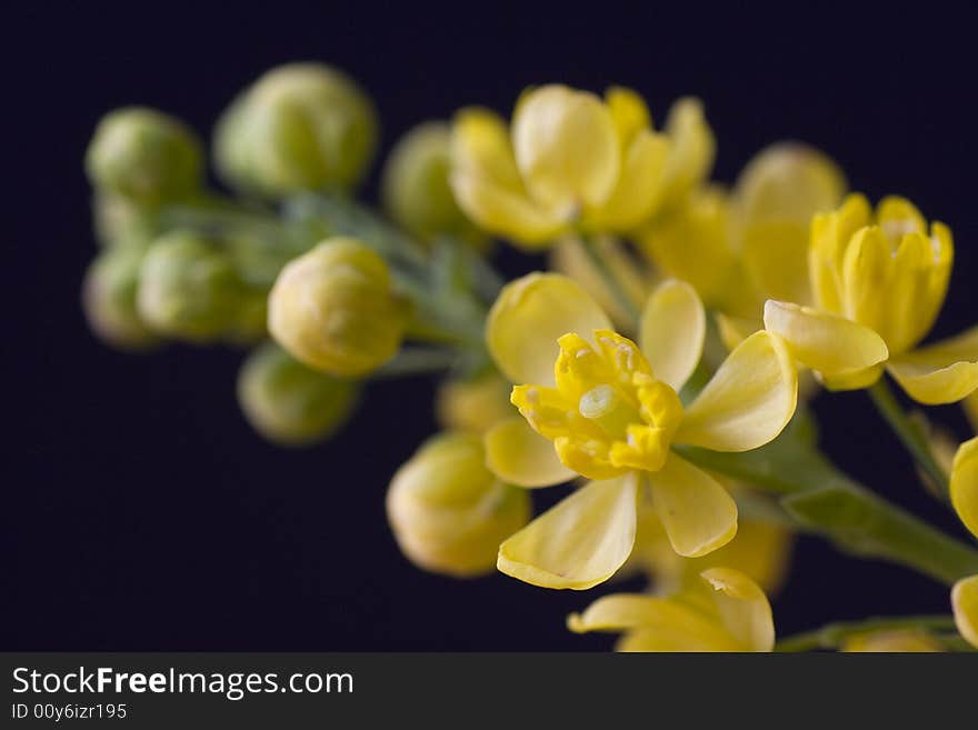 Yellow blossom twig