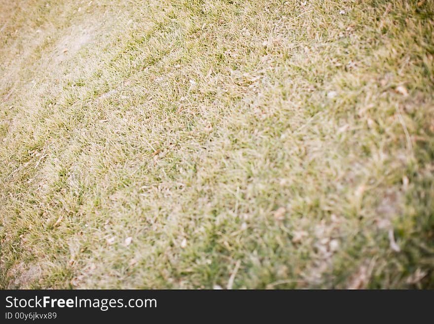 Full frame of green and dried out grass. Full frame of green and dried out grass