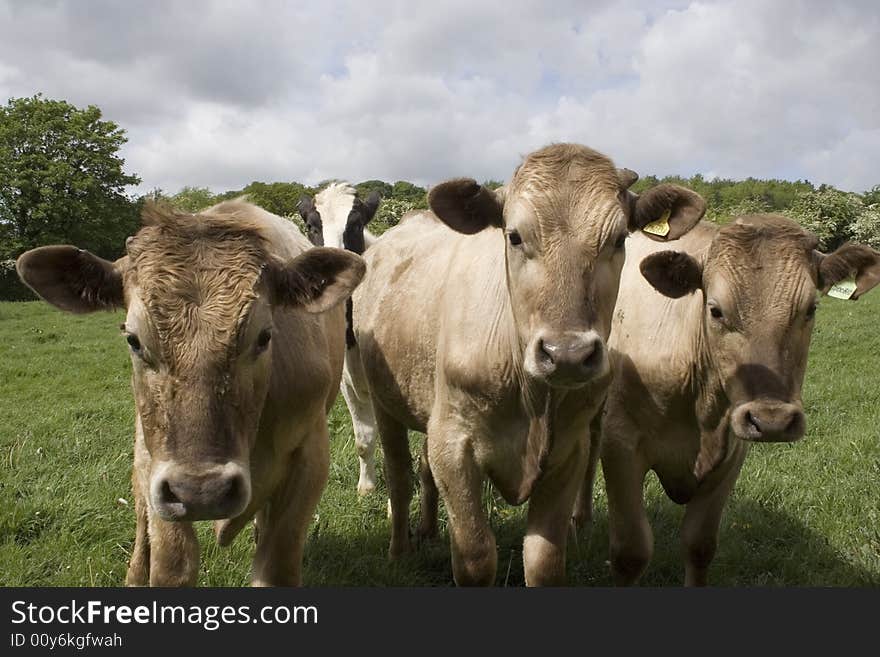 Friendly  Jersey Cows