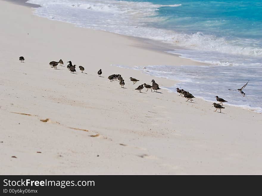 Birds from the Bird island. Seychelles