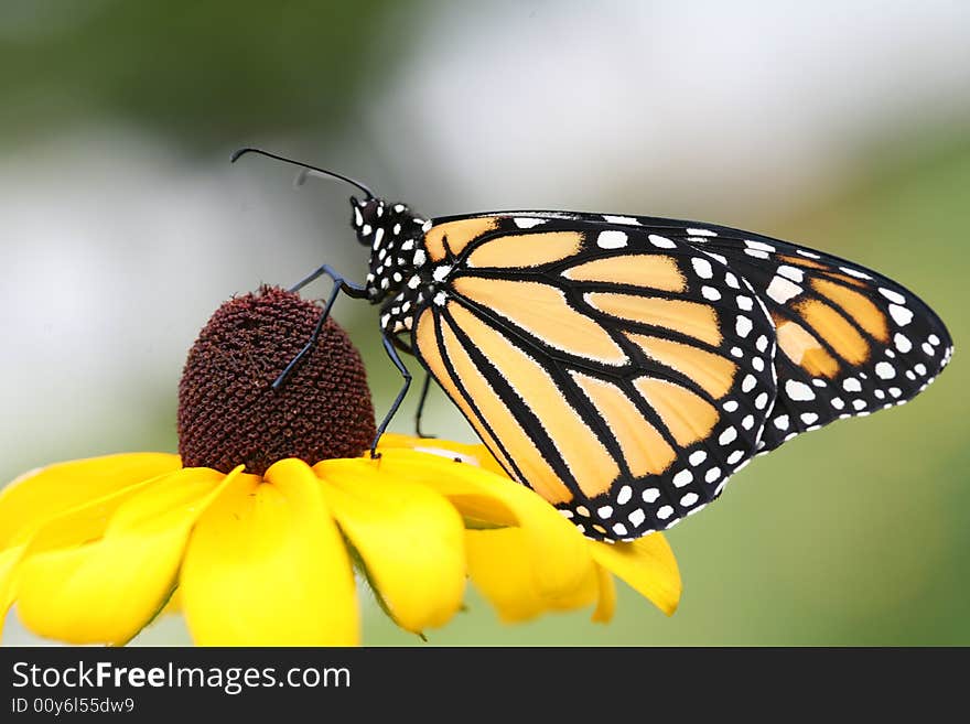 Monarch on Brown Eyed Susan