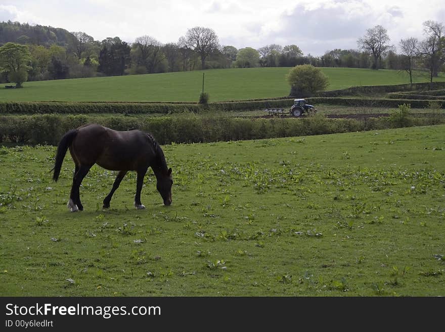 Horse grazing in fresh pastures