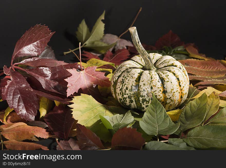 A white pumpkin on fallen autumn leaves