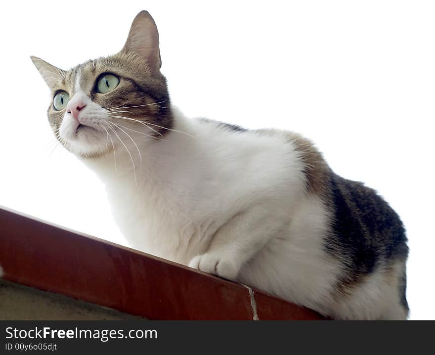 A white and grey cat on alert, ready to hunt.