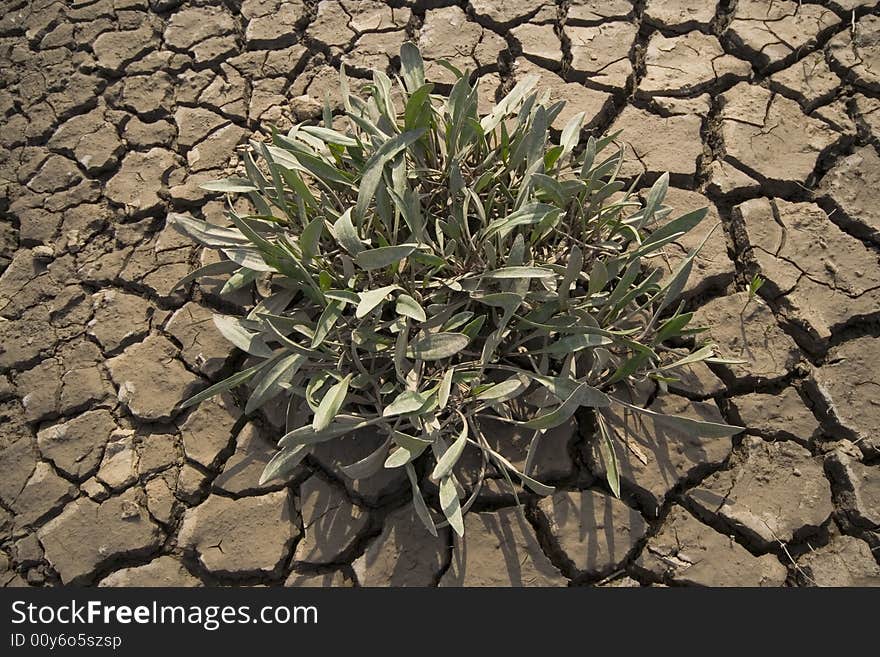 Plant growing in cracked dried mud