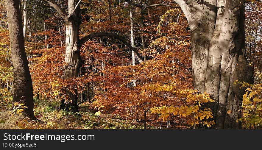 Autumn forest with old trees