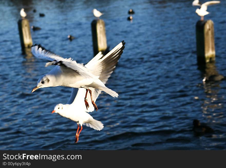 Sea Gull