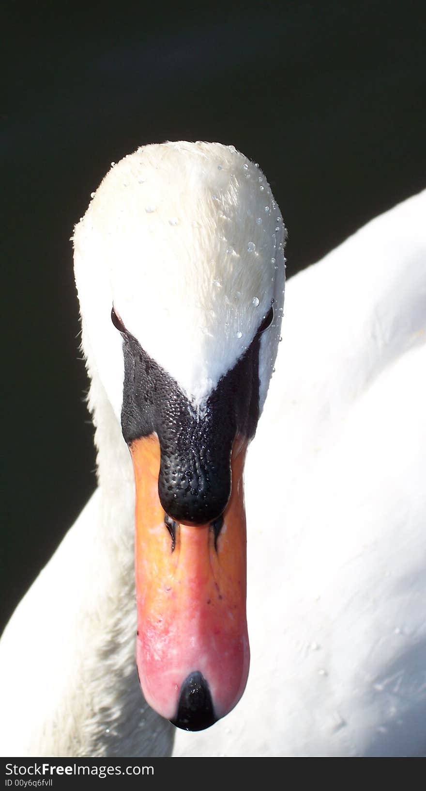 White swan with water drops on feathers