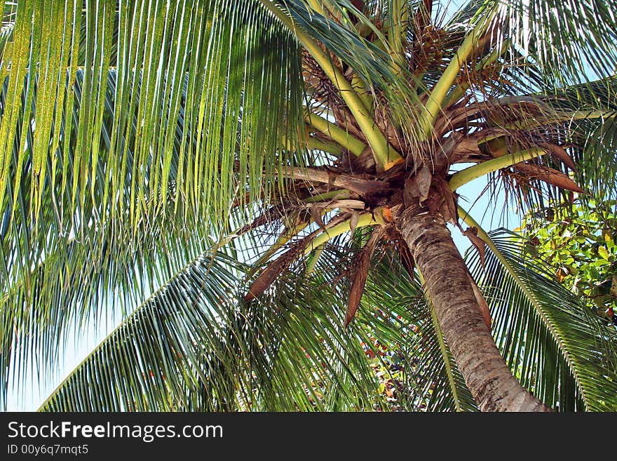 Big coconut palm on the beach