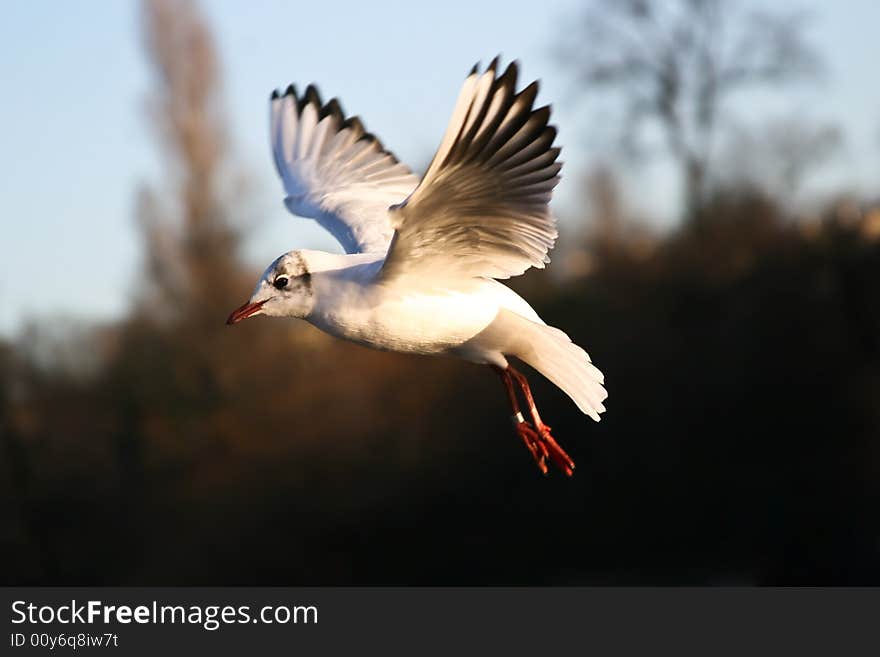 Sea gull