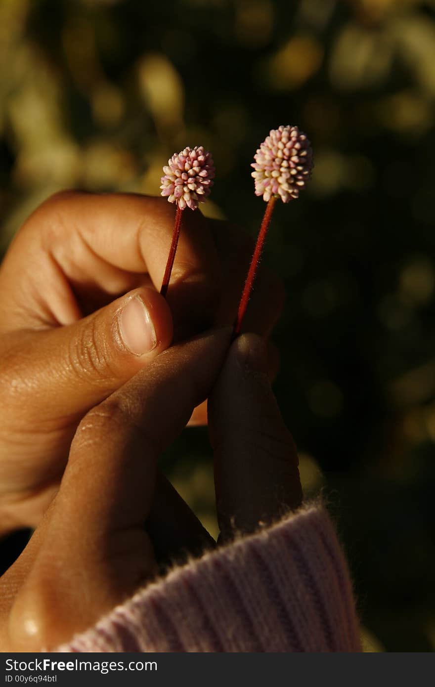 Child hands holding two small pink flowers. Child hands holding two small pink flowers