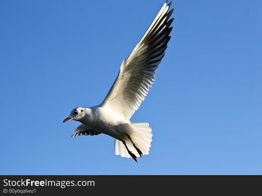 Sea gull