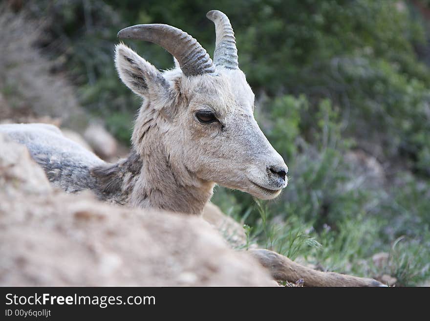 Mountain sheep baby