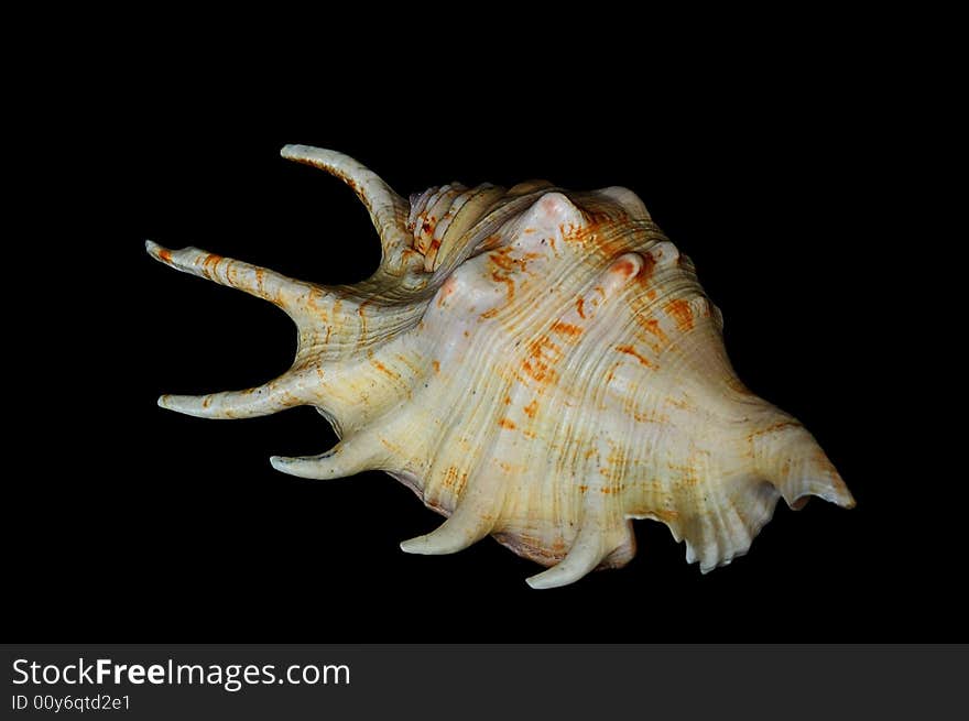 Shell with horns