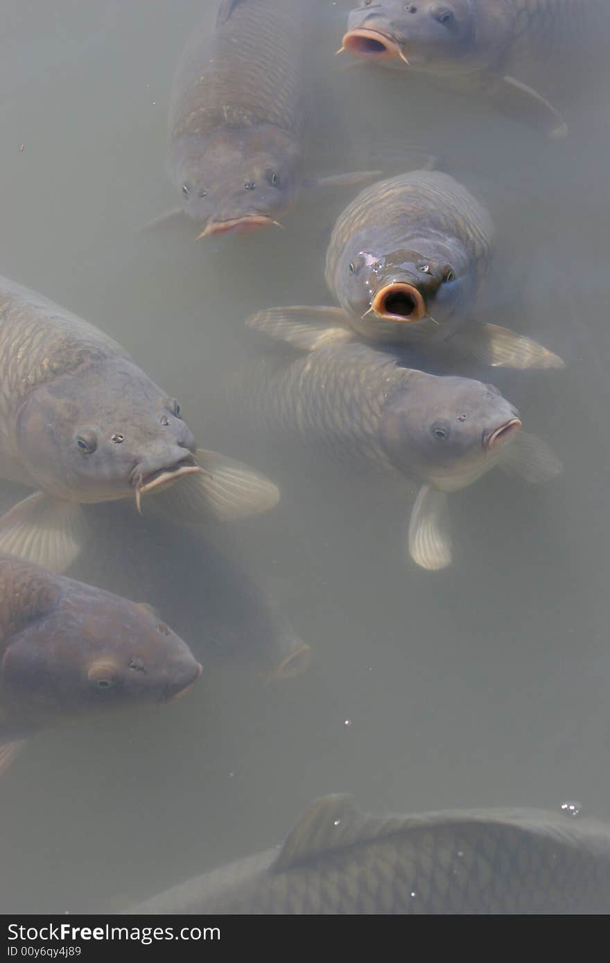 Lots of fish in a murky pond, some fish with their mouths open. Lots of fish in a murky pond, some fish with their mouths open.