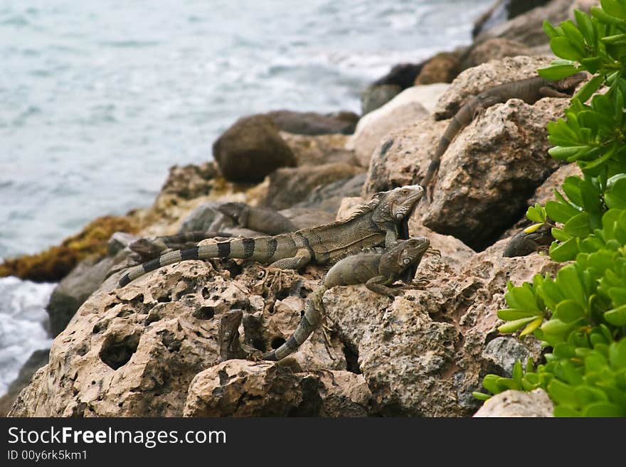 Wild iguana at the Aruba island, Caribbean sea. Wild iguana at the Aruba island, Caribbean sea