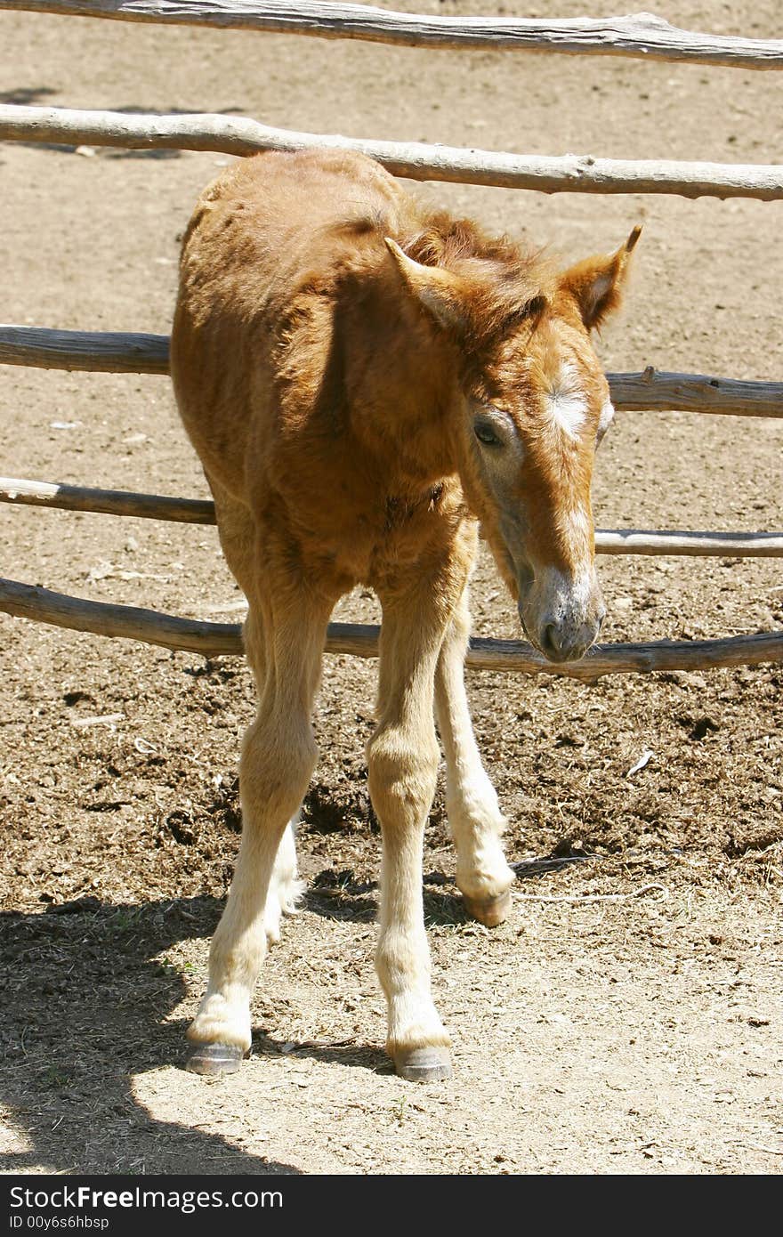 Close up of young foal