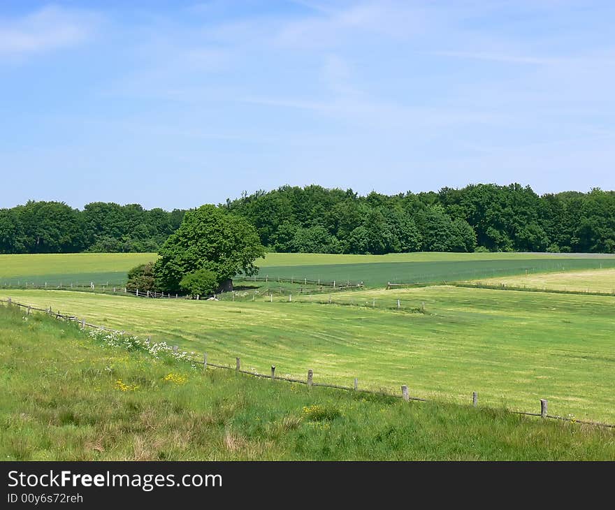 Landscape with green fields, trees and blue sky. Polish country.