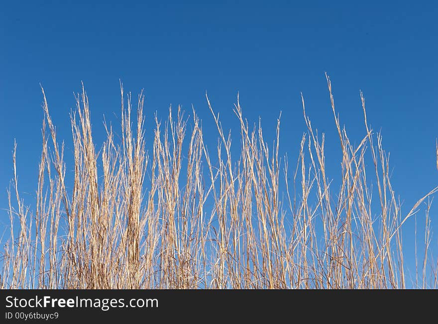 Tall brown grass in front of a blue sky