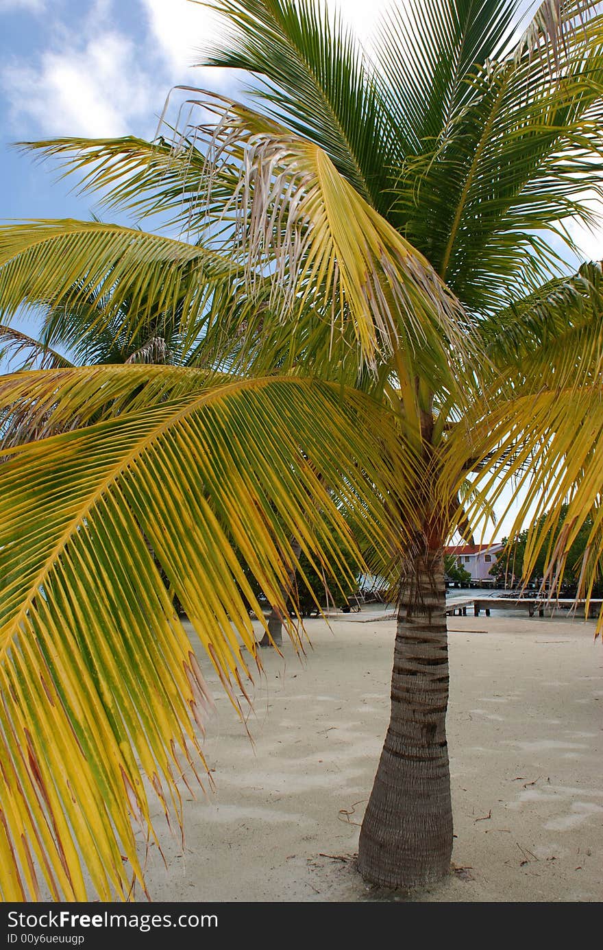 The colourful palm tree growing on a little divers' island that belongs to Belize. The colourful palm tree growing on a little divers' island that belongs to Belize.