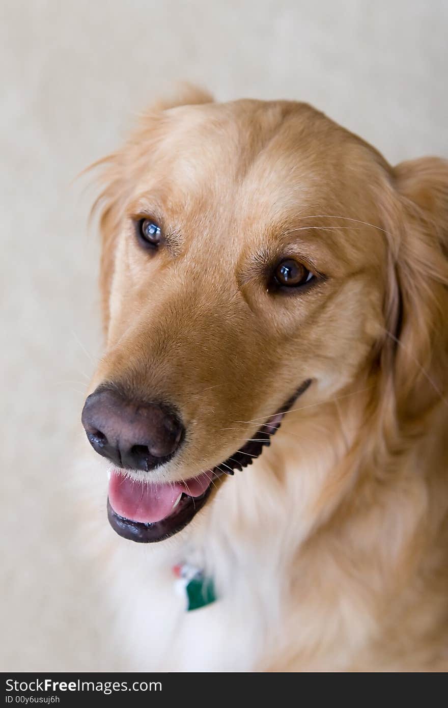 Golden Retriever