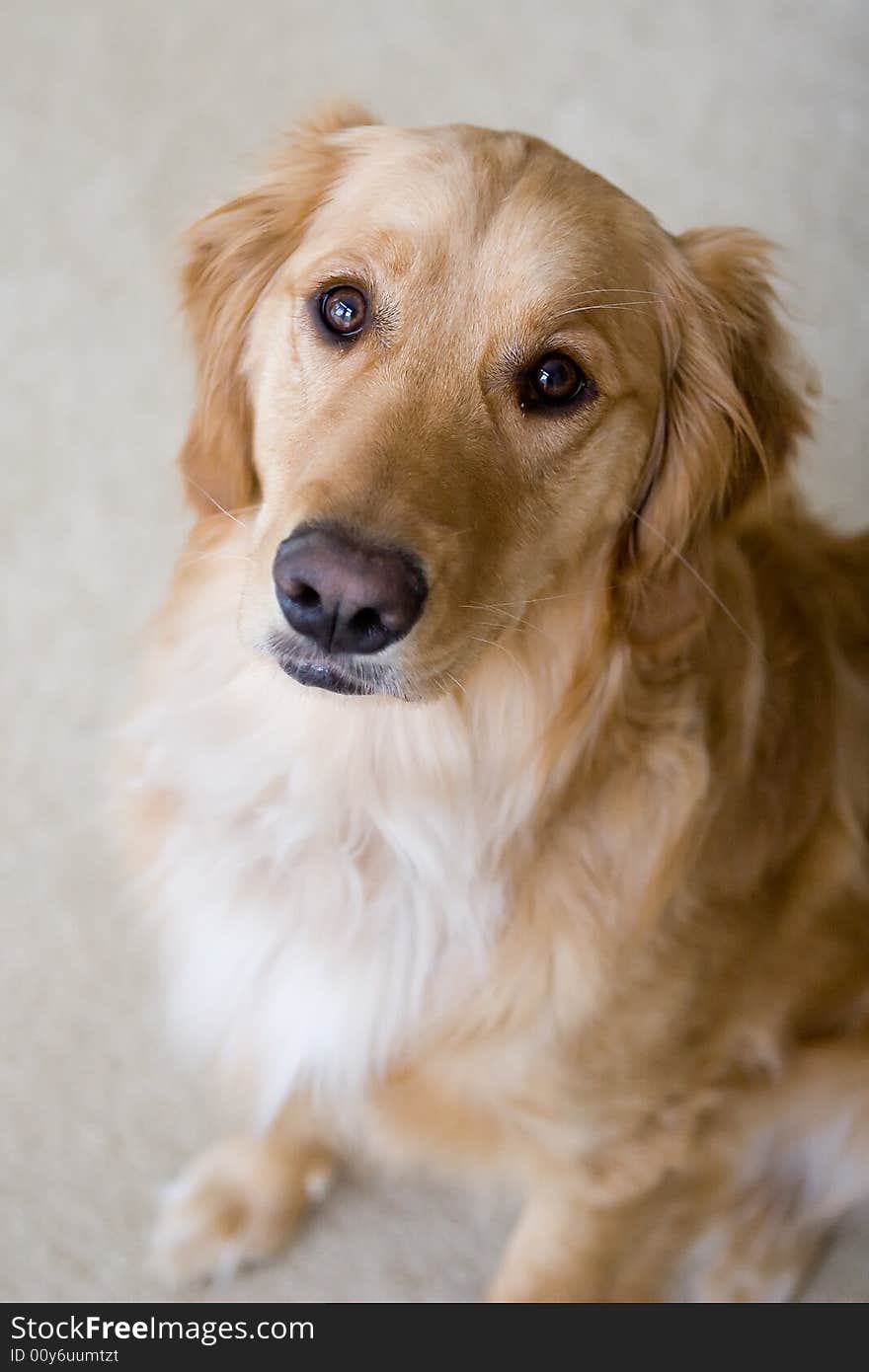 Golden Retriever