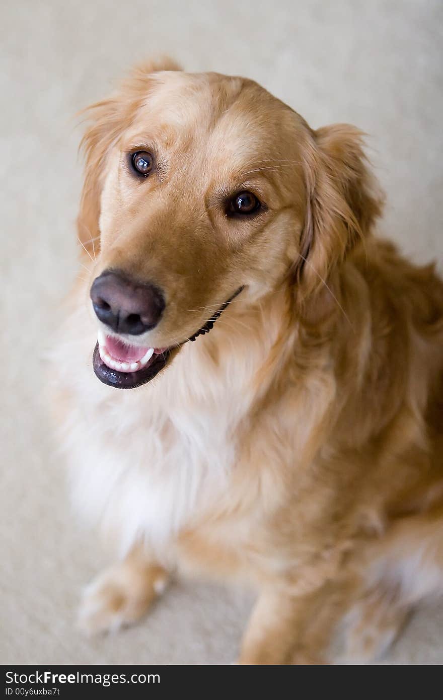 Golden Retriever