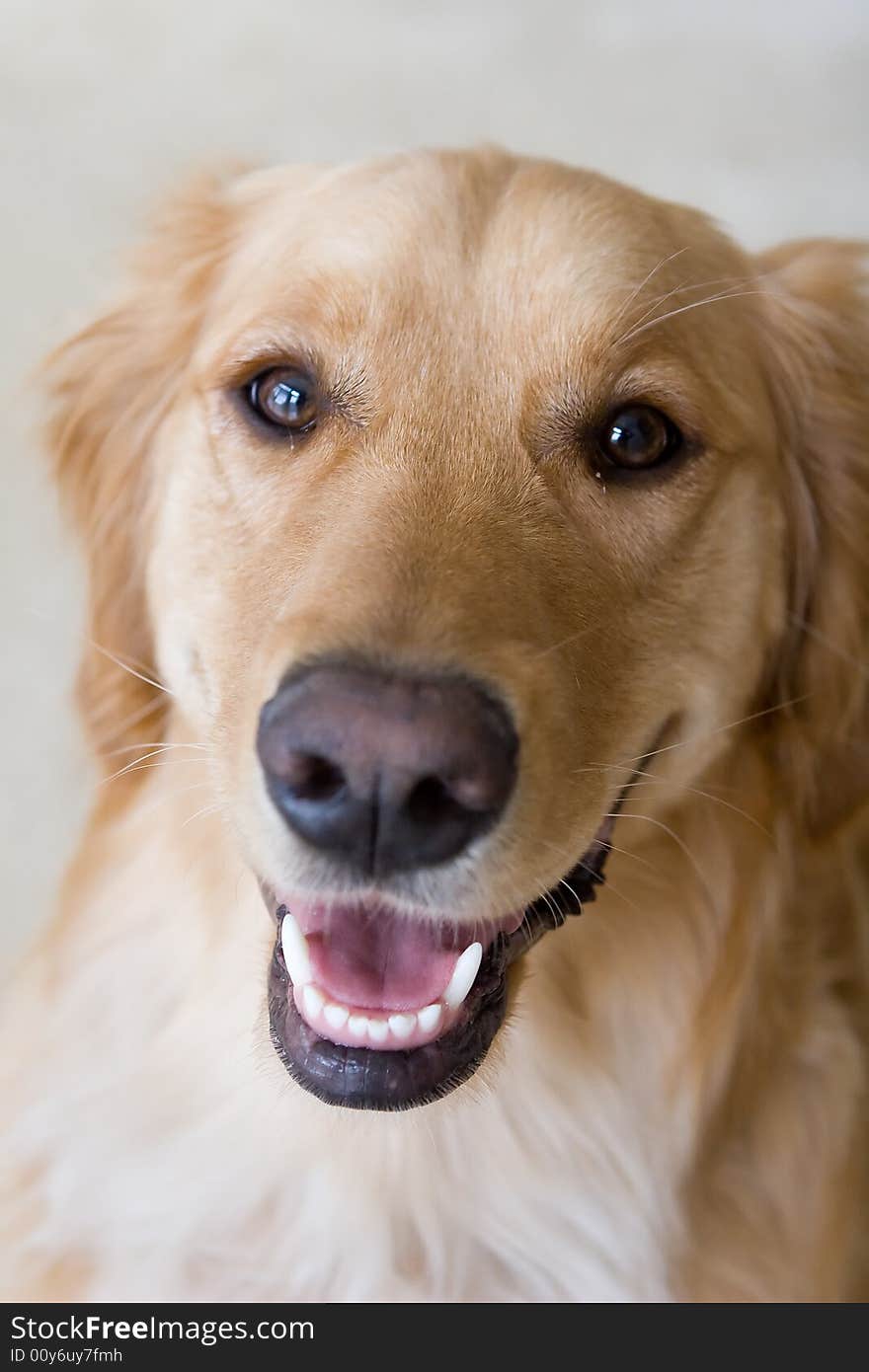 Golden Retriever