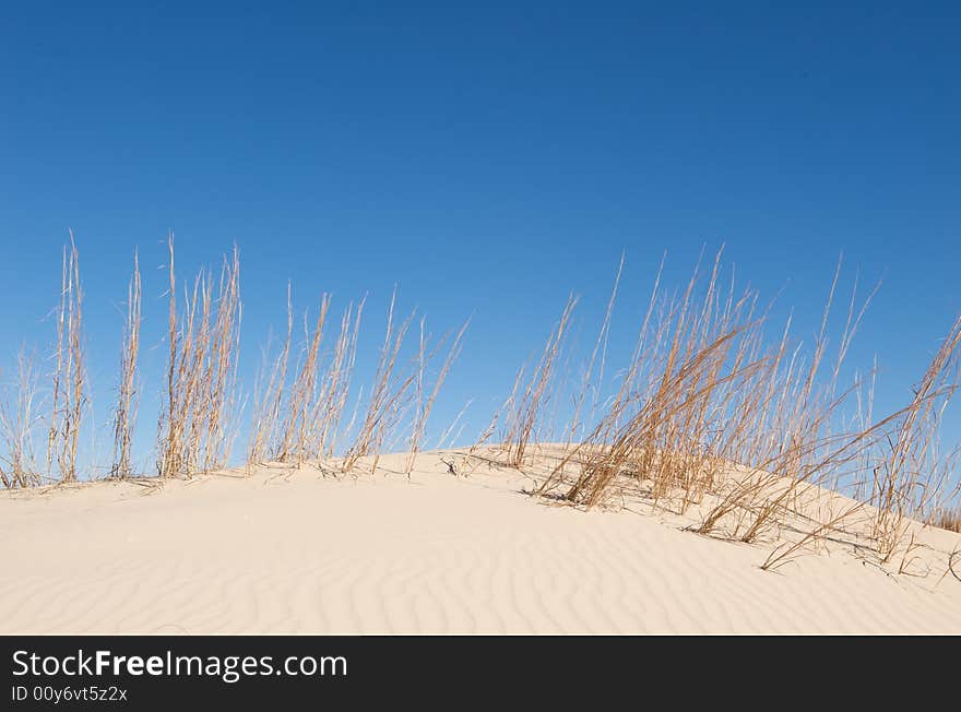 Sand Dunes With Tall Grass And A Blue Sky