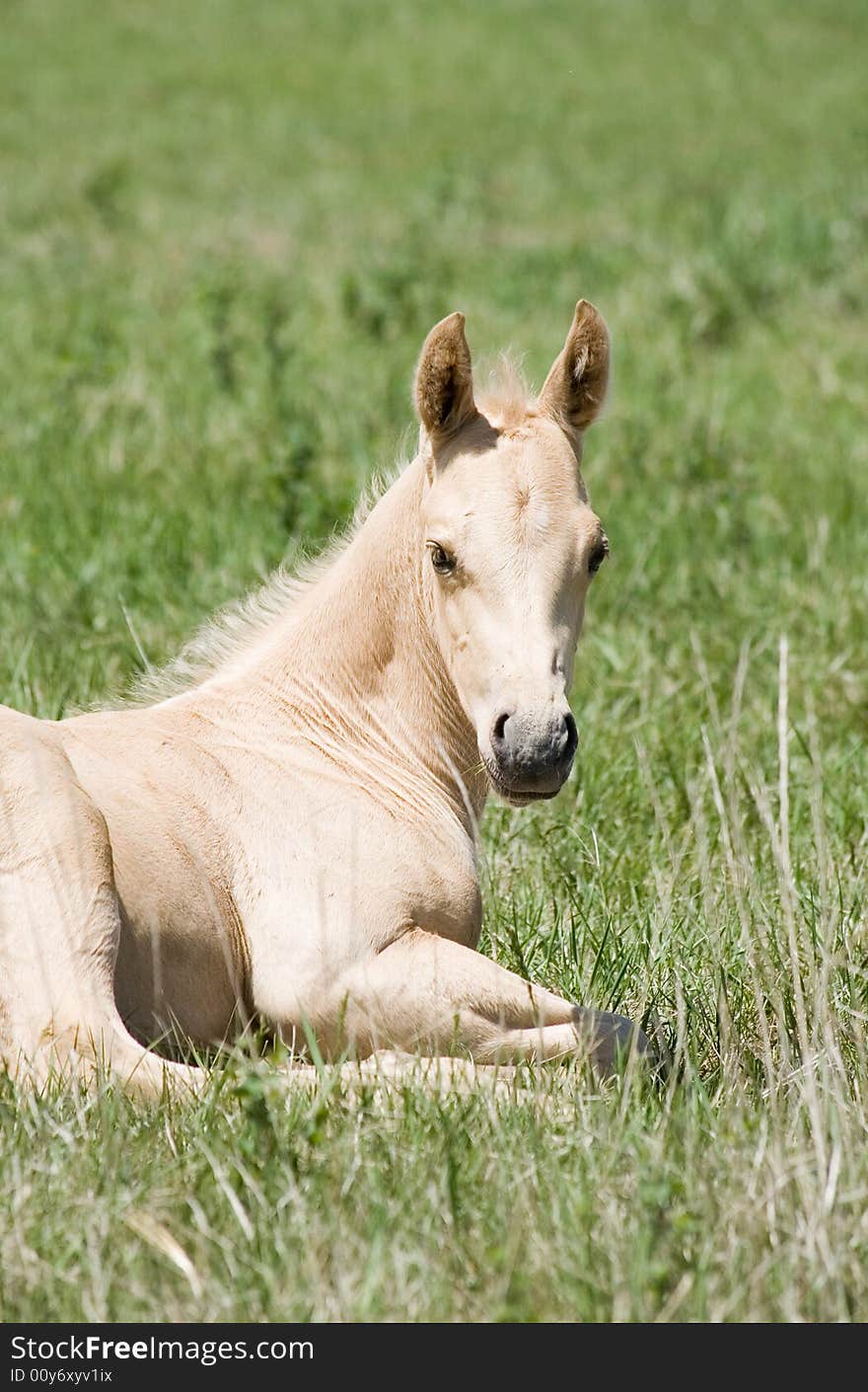 Palomino quarter horse foal