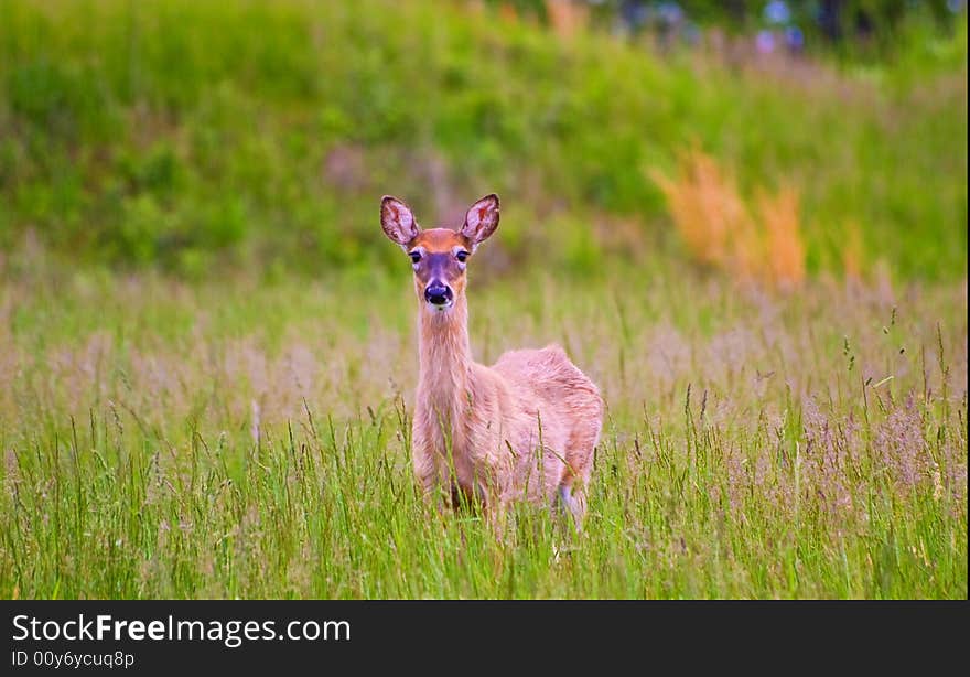 A deer in an open field in Valley Forge Park