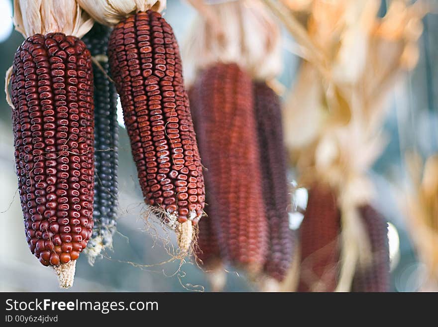 Hanging Red Corn