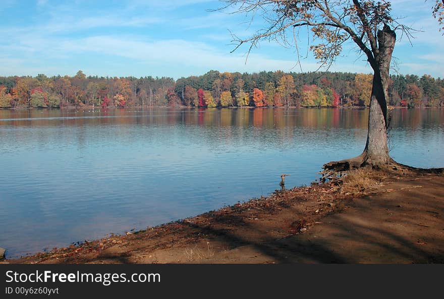 Solitary Tree And Autumn Trees At The Lake