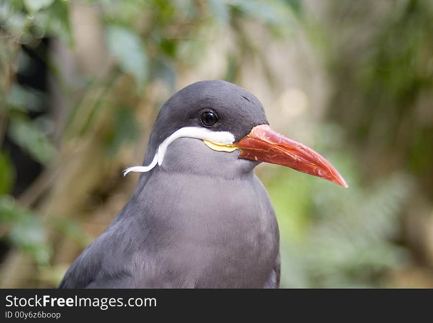 Head and shoulders shot of an Inca Tern. Head and shoulders shot of an Inca Tern