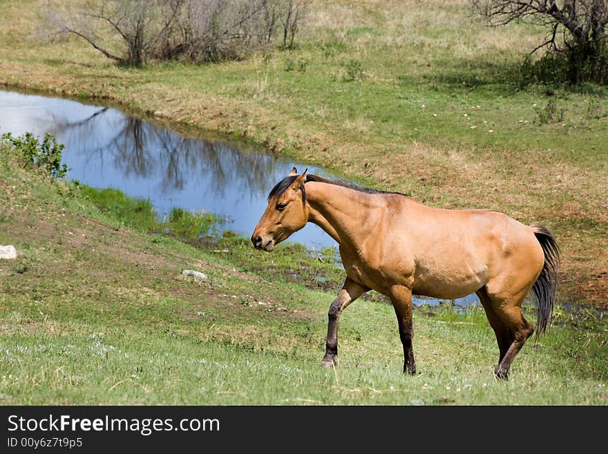 Dun quarter horse mare in green pasture by stream. Dun quarter horse mare in green pasture by stream