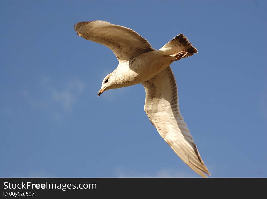 A flying gull in the blue sky