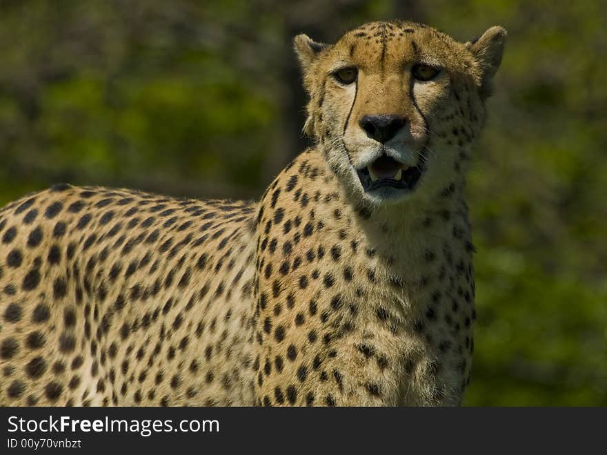 Posing for a picture, a teenage cheetah, Toronto zoo.