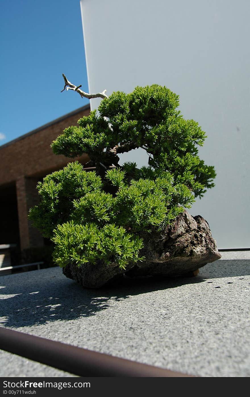 Japanese Bonsai