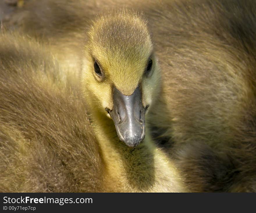 Look at me, I'm cute!! A brand new Canada Goose who conveniently sat down at my feet. Look at me, I'm cute!! A brand new Canada Goose who conveniently sat down at my feet.